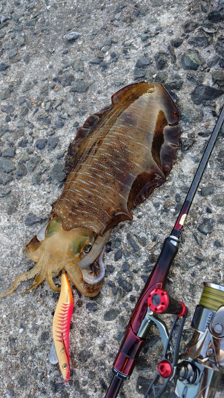 SHIMANO 22ステラ C3000SDHHGの最安値・インプレ・釣果 | 本音の口コミ