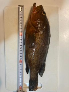 アコウの釣果