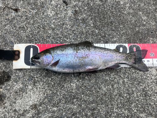 ニジマスの釣果