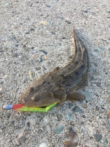 マゴチの釣果
