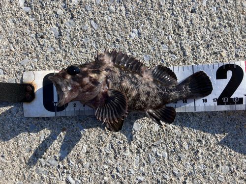 オウゴンムラソイの釣果