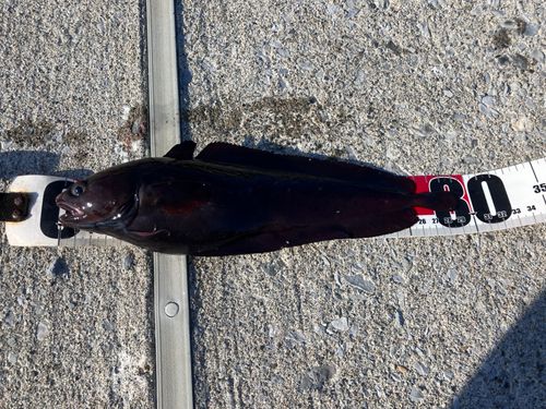 ドンコの釣果