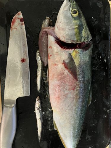 イナダの釣果