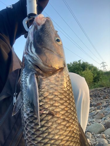 ニゴイの釣果