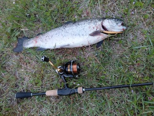 ニジマスの釣果