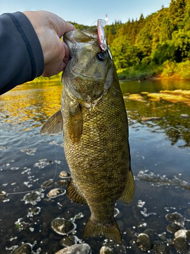 スモールマウスバスの釣果