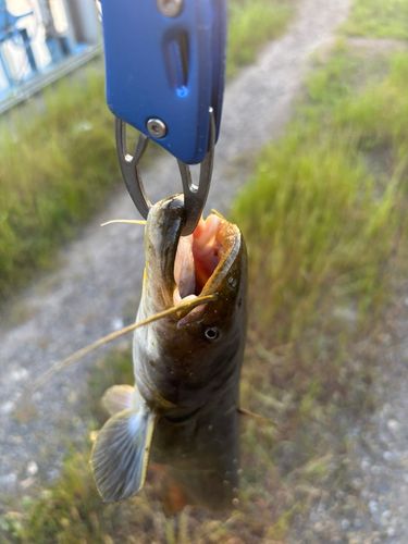 ナマズの釣果