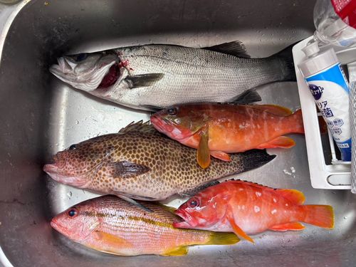 ヒラスズキの釣果