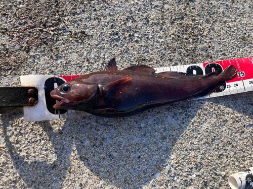 ドンコの釣果