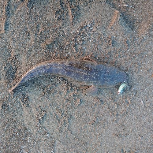 マゴチの釣果