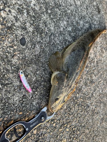 マゴチの釣果