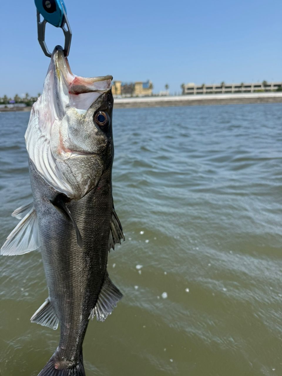DAIWA 21モアザン ブランジーノ EX AGS 94MLの最安値・インプレ・釣果