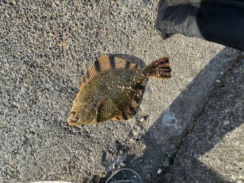 カワガレイの釣果