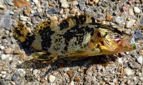タケノコメバルの釣果