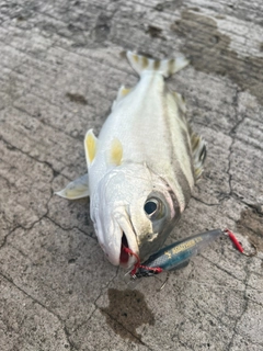 ガーラの釣果