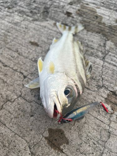 ガーラの釣果