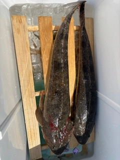 マゴチの釣果