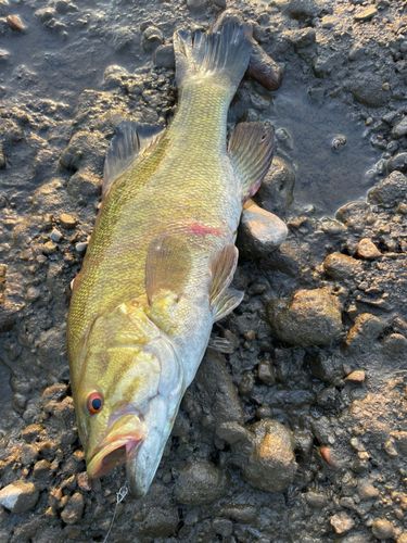 スモールマウスバスの釣果