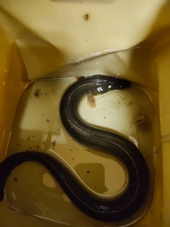 ウナギの釣果
