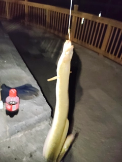 ウナギの釣果