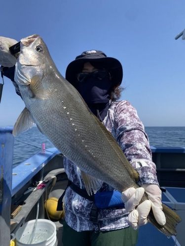 オオニベの釣果