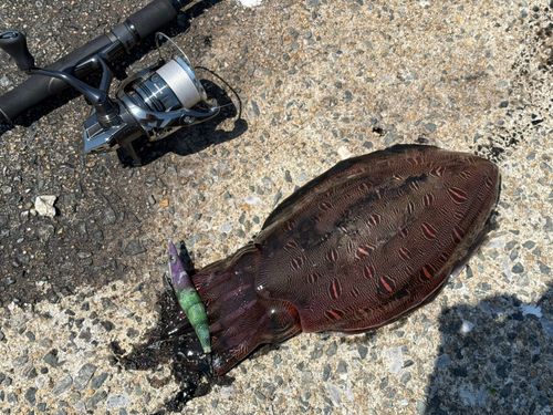 コウイカの釣果