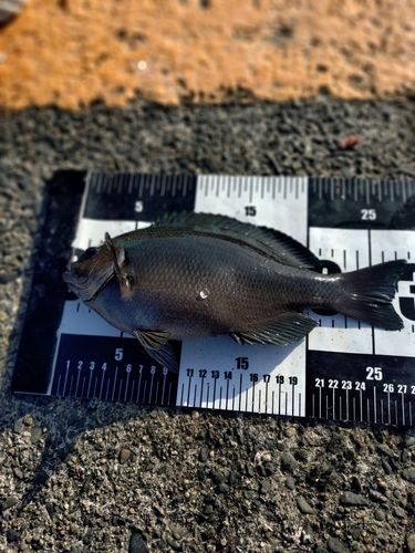 メジナの釣果