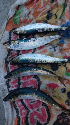 マイワシの釣果