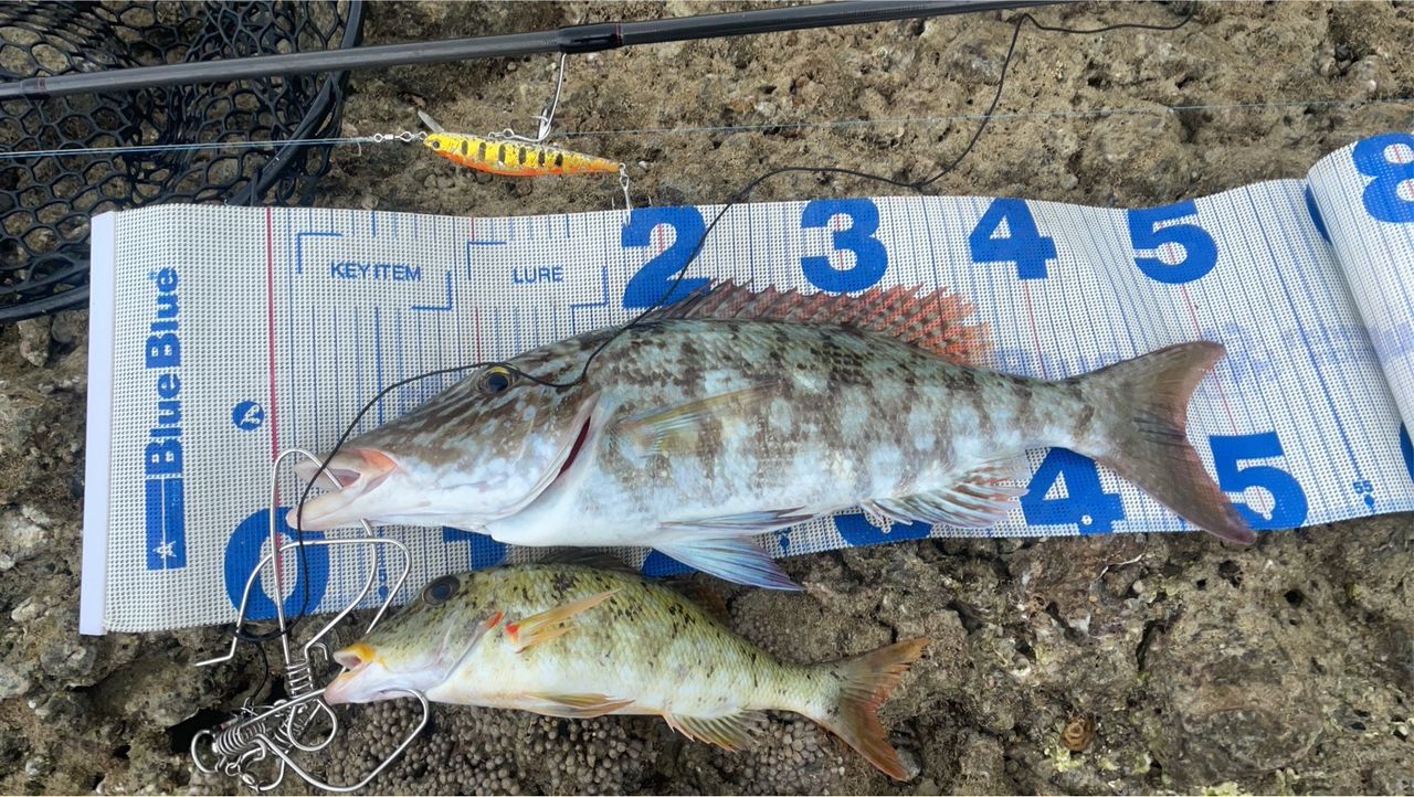 DAIWA 21HRF® (ハードロックフィッシュ) エア 90M/MH・Nの最安値