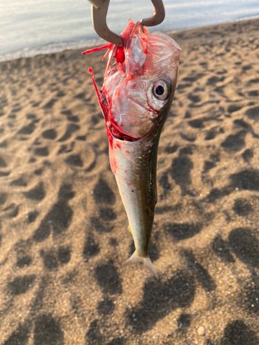 イワシの釣果