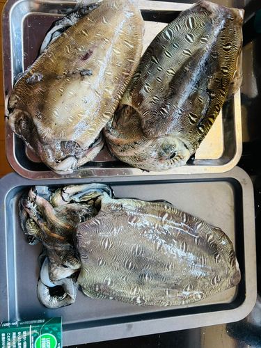 モンゴウイカの釣果
