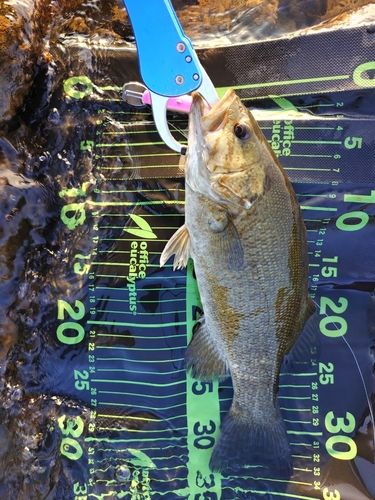 スモールマウスバスの釣果