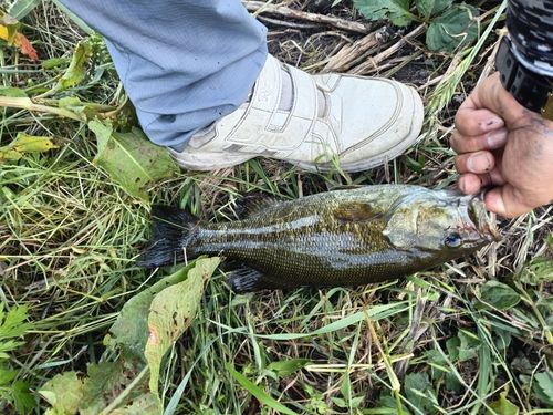 スモールマウスバスの釣果