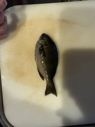 メジナの釣果