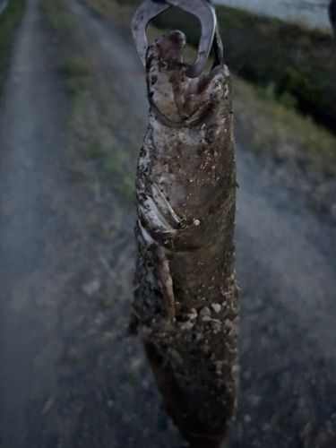 ナマズの釣果