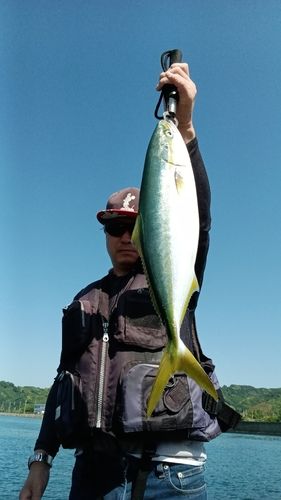 ヤズの釣果