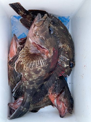 カサゴの釣果