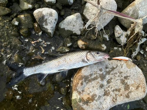 ニゴイの釣果