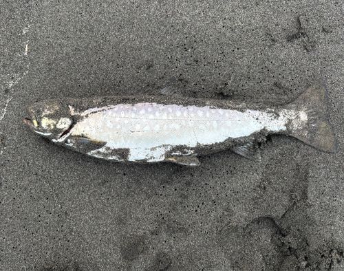 アメマスの釣果