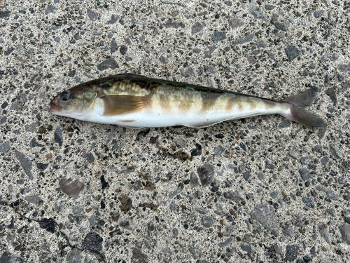 ホッケの釣果