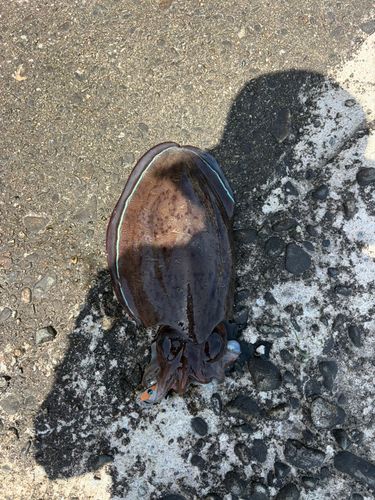 コウイカの釣果