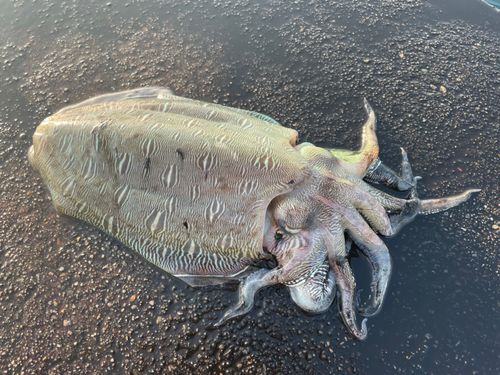 モンゴウイカの釣果