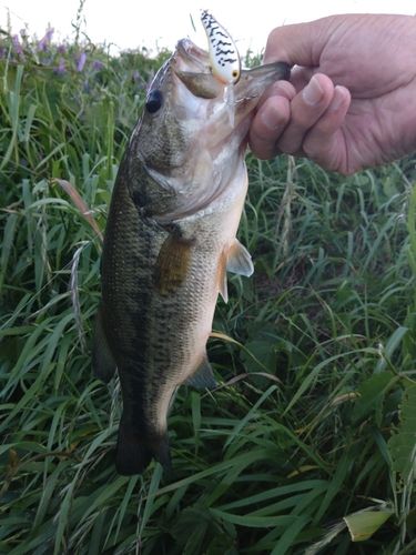 ラージマウスバスの釣果