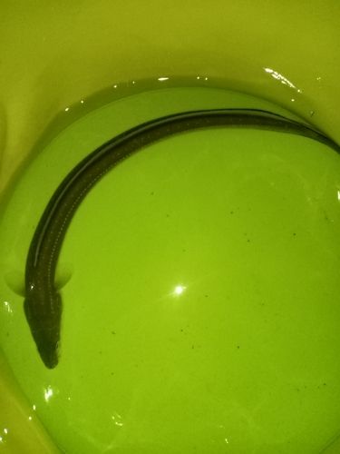 ウナギの釣果