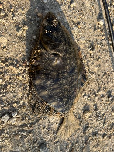 カレイの釣果
