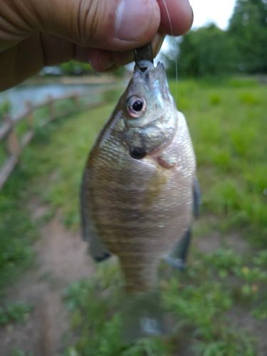 ブルーギルの釣果