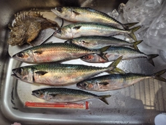 サバの釣果