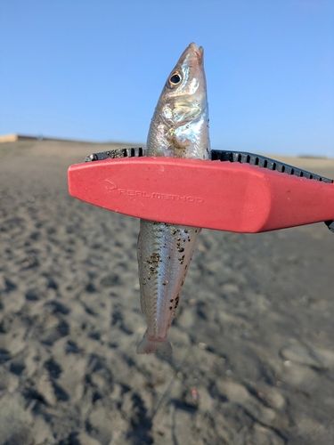 シロギスの釣果