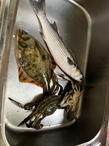 ボラの釣果