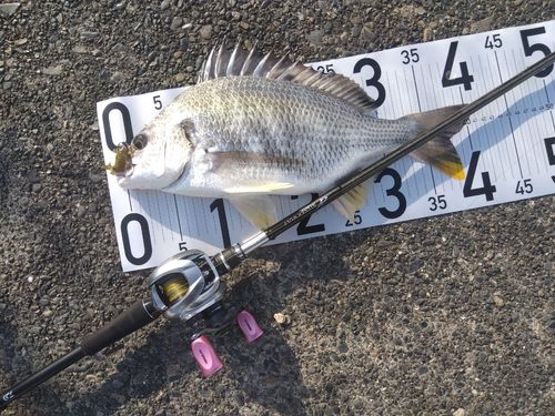 キビレの釣果